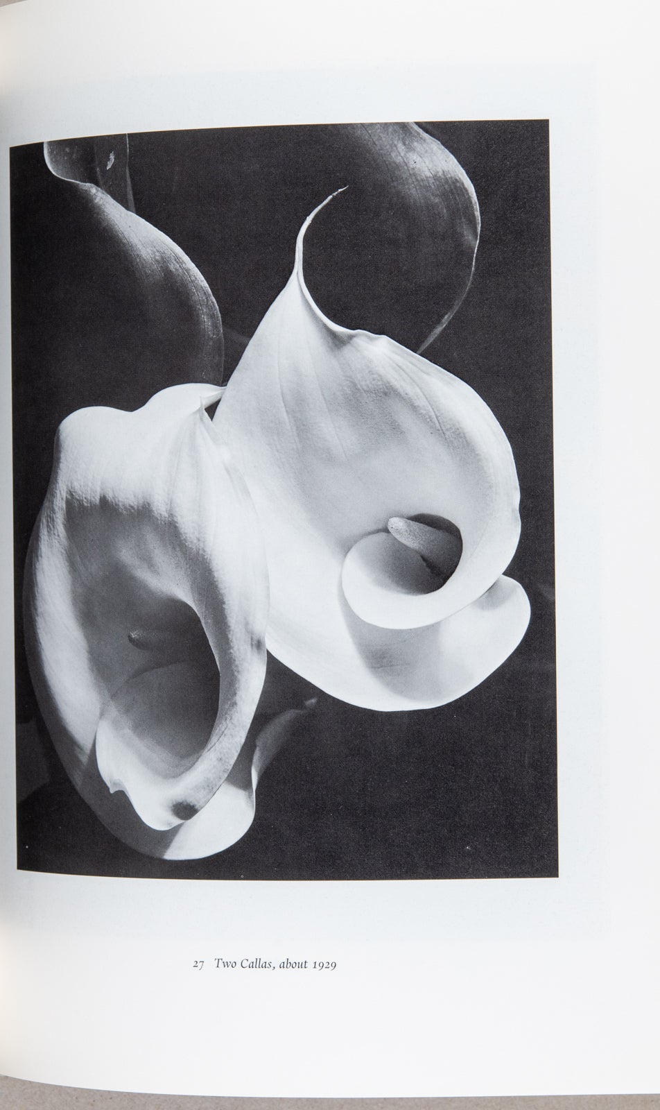 Imogen Stapleton Imogen Cunningham; A Portrait | Judy Dater | First edition. First Printing